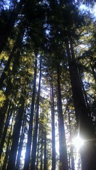 redwood retreat